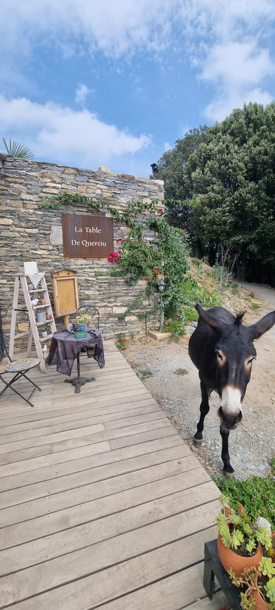 Domaine Colonna-Santini, Gite Piscine, Sauna, Spa Porri Dış mekan fotoğraf